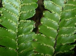 Adiantum hispidulum. Abaxial surface of fertile frond showing oblong lamina segments attached in one corner, and immature “indusia” on the acroscopic margins.
 Image: L.R. Perrie © Te Papa CC BY-NC 3.0 NZ